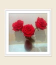 Red Rose Flower In Photo Frame Background Royalty Free Stock Photo