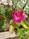 red rose flower plant in micro image in indian village farm garden