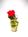 The Red rose flower in a plastic cup with water isolated on white background. Royalty Free Stock Photo