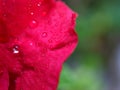 Red rose flower red azalea flower in garden with water drops and blurred  background ,Rhododendron moulmeinene hook ,sweet color Royalty Free Stock Photo