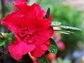 Red rose flower red azalea flower in garden with water drops and blurred background ,Rhododendron moulmeinene hook ,sweet color