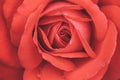 Red rose flower, scarlet rosebud, extremely closeup