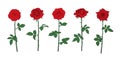Red rose flower set with leaves and stems. Hand drawn realistic open rosebuds. Vector illustration Royalty Free Stock Photo