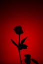 Red rose flower silhouette against dark red background close up detail view Royalty Free Stock Photo