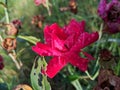 Red rose flower with small waterdrops image Royalty Free Stock Photo
