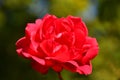 Red rose, flower in soft backlit Royalty Free Stock Photo