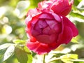 Red rose flower in soft backlite Royalty Free Stock Photo