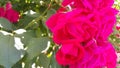 Red rose flower with stamens and green leaves in background Royalty Free Stock Photo
