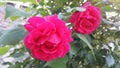 Red rose flower with stamens and green leaves in background Royalty Free Stock Photo