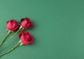 Red rose flower stem bunch flat lay top view on neutral dark green clean minimal texture abstract background with space. Royalty Free Stock Photo