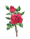 Red rose flower - stem with leaves. Watercolor