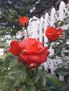 Beauy of the red rose flower.