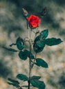 Red rose flower and with thorns, long steam and branch close up, beautiful flowers in the garden Royalty Free Stock Photo