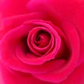 Red rose flower top view close up, natural background Royalty Free Stock Photo