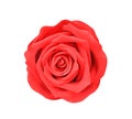 Red rose flower top view isolated on white background and clipping path Royalty Free Stock Photo