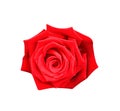 Red rose flower top view isolated on white background , clipping path Royalty Free Stock Photo