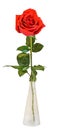 Red rose flower in a transparent vase, green leaves, close up, white background, isolated Royalty Free Stock Photo