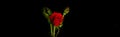 Red rose flower and the two buds. Dewdrops on the delicate flower petals. Dark background for adding text Royalty Free Stock Photo