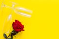 A red rose flower and two wine glasses lie on a yellow background. top view, flat lay, copy space, isolate. Royalty Free Stock Photo