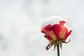 Red rose flower under the first snow Royalty Free Stock Photo