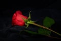 Red rose flower under spot light Royalty Free Stock Photo