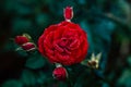 Red rose flower, valentines day love.
