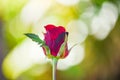 Red rose flower Valentines day nature background for lover concept / bud rose fresh Royalty Free Stock Photo