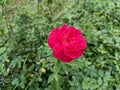 Red rose flower walpaper natural