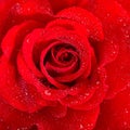 Red Rose. Flower with water drops Royalty Free Stock Photo