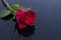 Red rose flower on water drops Royalty Free Stock Photo