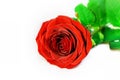 Red rose flower on the white background closeup isolated. Nice greeting card for Happy Mother`s Day or Sant Valentine`s Day Royalty Free Stock Photo