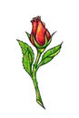Red rose flower is on a white background. Rose drawing front view. Handwork by felt-tip pens. The sketch for a tattoo Royalty Free Stock Photo