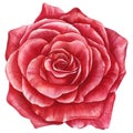 Red Rose. flower on a white background, watercolor Royalty Free Stock Photo