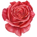 Red Rose. flower on a white background, watercolor Royalty Free Stock Photo