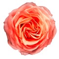 Red rose flower on white isolated background with clipping path. Closeup. For design. Royalty Free Stock Photo