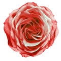 Red rose flower on white isolated background with clipping path. Closeup. For design. Royalty Free Stock Photo