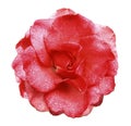 Red rose flower on white isolated background with clipping path no shadows. Rose with drops of water on the petals. Closeup. Royalty Free Stock Photo