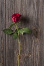 Red rose flower on a wooden background.