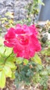 A red rose flower in the yard