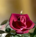 Red rose flower on a yellowish background.