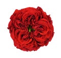 Red rose flowerisolated on white Royalty Free Stock Photo