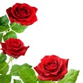 Red rose flowers background Royalty Free Stock Photo