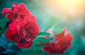 Red rose flowers blooming over sunset. Beautiful Roses growing in summer garden. Gardening Royalty Free Stock Photo