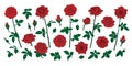 Red rose flowers, buds, leaves and stems isolated on white background. Hand drawn realistic rosebuds illustration Royalty Free Stock Photo