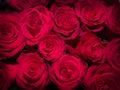 Red rose flowers close up background photo top view Royalty Free Stock Photo