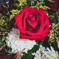 red rose flowers colors life whithe Royalty Free Stock Photo