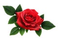 Red rose flowers corner arrangement Royalty Free Stock Photo