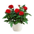 Red rose flowers in a flowerpot isolated on white background. Profile view Royalty Free Stock Photo