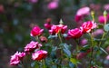 Red rose flowers in the garden