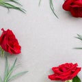 Red rose flowers with green leaf on gray background Royalty Free Stock Photo